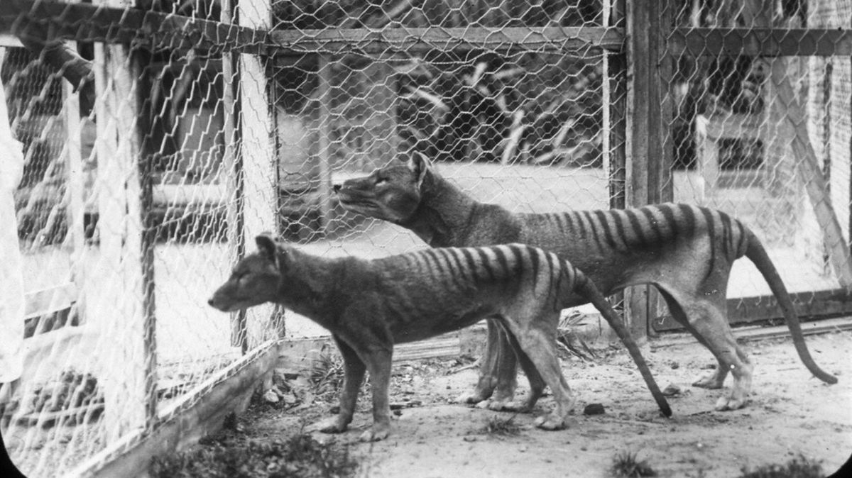 Vědci chtějí oživit téměř 100 let vyhynulého tasmánského tygra